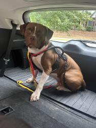 Found/Stray Male Dog last seen Wendell Falls Pkwy Intersection Wendell, NC, Wendell, NC 27591