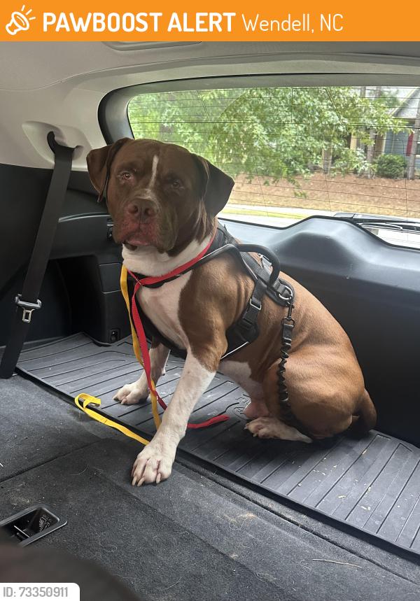 Found/Stray Male Dog last seen Wendell Falls Pkwy Intersection Wendell, NC, Wendell, NC 27591