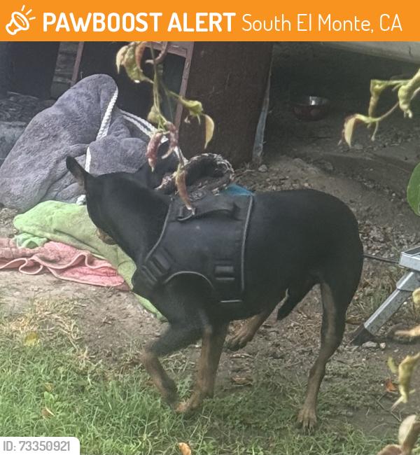 Found/Stray Unknown Dog last seen Across South el monte High School athletic field, South El Monte, CA 91733