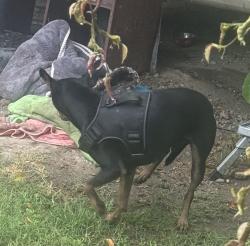 Found/Stray Unknown Dog last seen Across South el monte High School athletic field, South El Monte, CA 91733