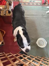 Reunited Male Dog last seen South Mobile and S. Olathe Way, Aurora, CO 80013