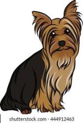 Reunited Unknown Dog last seen Wilson Rd. Brownsburg IN and East County Rd. 950 N, Whitestown, IN 46278