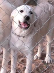 Lost Male Dog last seen Kickapoo turnpike and reno, Oklahoma County, OK 73020