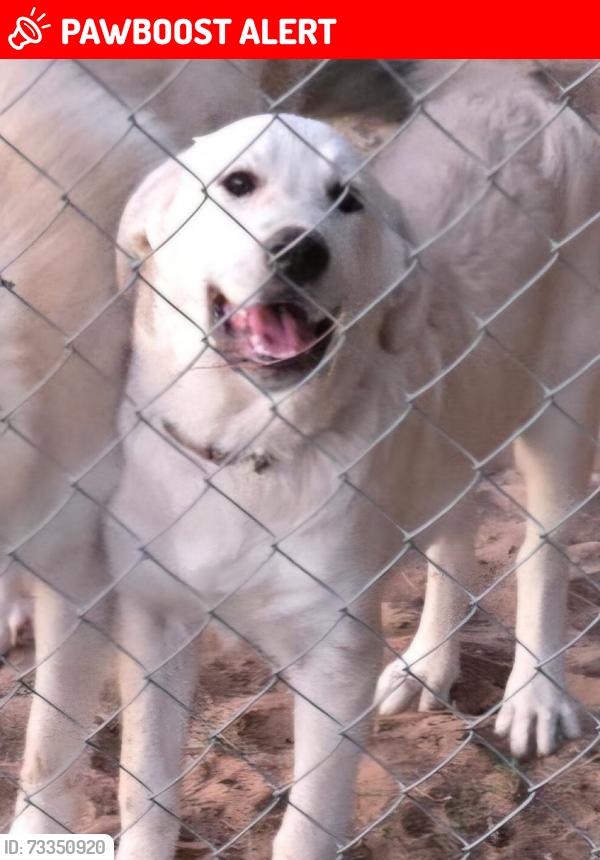 Lost Male Dog last seen Kickapoo turnpike and reno, Oklahoma County, OK 73020