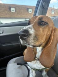 Lost Female Dog last seen Near Blackwood Golf Course, Douglassville, PA 19518