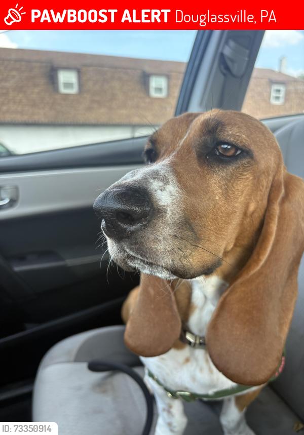 Lost Female Dog last seen Near Blackwood Golf Course, Douglassville, PA 19518