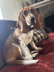 Lost Female Dog last seen Blackwood golf course, Douglassville, PA 19518