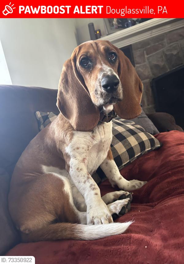 Lost Female Dog last seen Blackwood golf course, Douglassville, PA 19518
