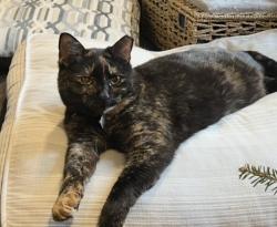 Reunited Female Cat last seen Chivalry Rd and Guinevere, Annandale, VA 22003