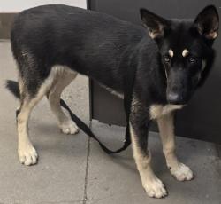 Shelter Stray Male Dog last seen , 4000 N Silverbell Rd, Tucson, AZ 85745, USA