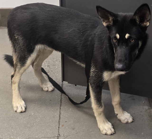 Shelter Stray Male Dog last seen , 4000 N Silverbell Rd, Tucson, AZ 85745, USA