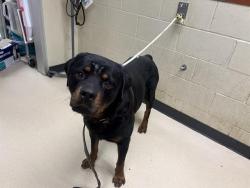 Shelter Stray Male Dog last seen 40TH VIENNA, 3839 W Burnham St, West Milwaukee, WI 53215, USA