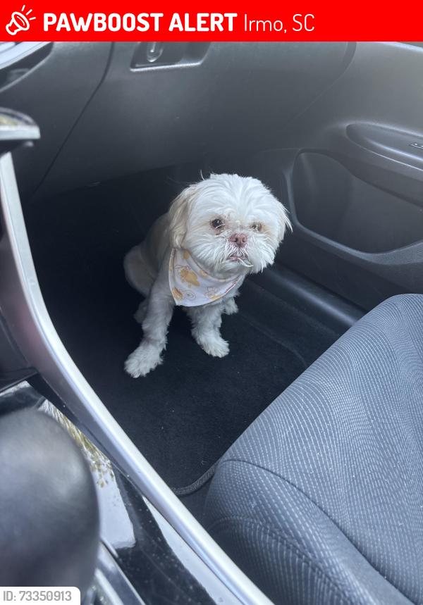 Lost Male Dog last seen Old Tamah Road, Irmo, SC 29063