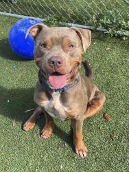 Shelter Stray Male Dog last seen Near BLOCK NW 176 TERRACE, 3599 NW 79th Ave, Doral, FL 33122, USA