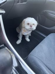 Lost Male Dog last seen Old Tamah Road, Irmo, SC 29063