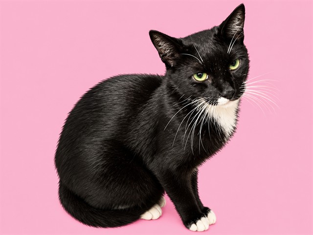 Shelter Stray Female Cat last seen Near BLOCK W 12 AVE, 3599 NW 79th Ave, Doral, FL 33122, USA