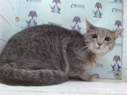Shelter Stray Female Cat last seen , 2769 Conroy Rd, Orlando, FL 32839, USA