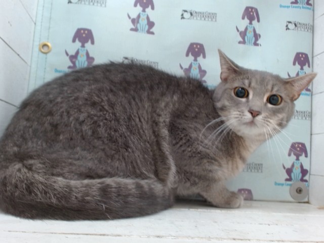 Shelter Stray Female Cat last seen , 2769 Conroy Rd, Orlando, FL 32839, USA