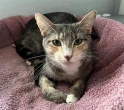 Shelter Stray Female Cat last seen Near BLOCK S LOWELL BLVD, DENVER CO 80219, 1241 W Bayaud Ave, Denver, CO 80223, USA
