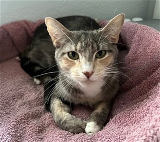 Shelter Stray Female Cat last seen Near BLOCK S LOWELL BLVD, DENVER CO 80219, 1241 W Bayaud Ave, Denver, CO 80223, USA