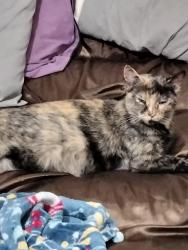 Lost Female Cat last seen Beacon crest circle, Murfreesboro, TN 37128