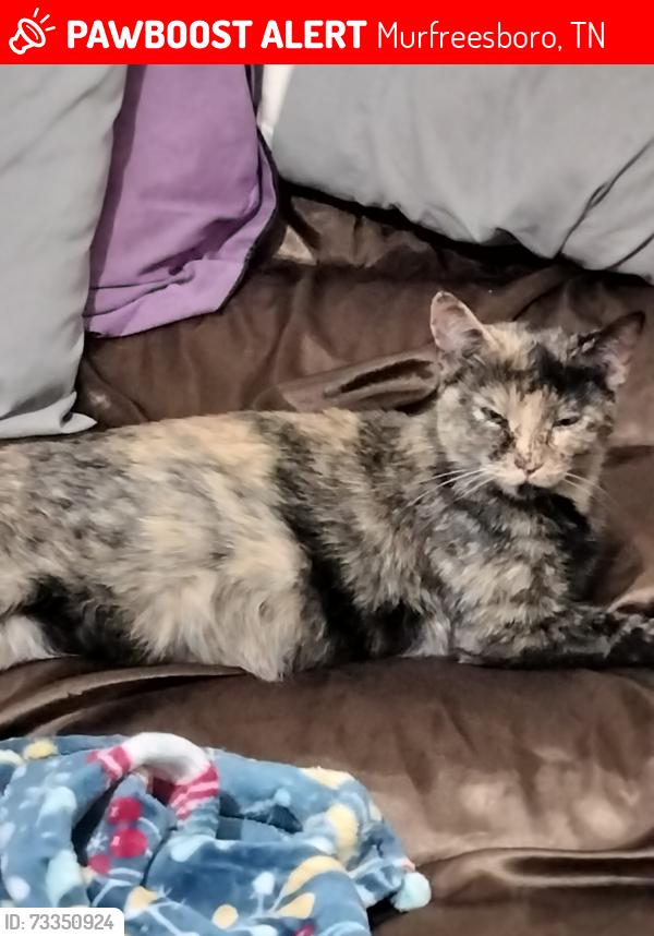 Lost Female Cat last seen Beacon crest circle, Murfreesboro, TN 37128