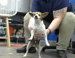 Shelter Stray Male Dog last seen Near BLOCK ROSS DR SE, 8920 Lomas Blvd NE, Albuquerque, NM 87112, USA