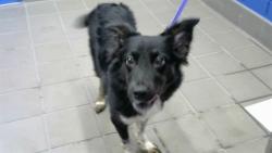 Shelter Stray Female Dog last seen SKATE PARK BEHIND SHELTER, 8920 Lomas Blvd NE, Albuquerque, NM 87112, USA