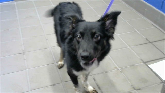 Shelter Stray Female Dog last seen SKATE PARK BEHIND SHELTER, 8920 Lomas Blvd NE, Albuquerque, NM 87112, USA