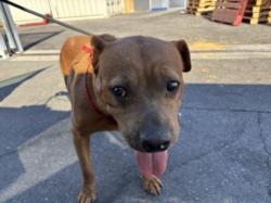 Shelter Stray Female Dog last seen , 1850 W 60th St, Los Angeles, CA 90047, USA