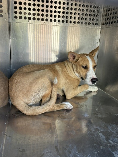 Shelter Stray Male Dog last seen 83RD AVE AND INDIAN SCHOOL RD, 2500 S 27th Ave, Phoenix, AZ 85009, USA