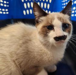Shelter Stray Male Cat last seen Near BLOCK LEETSDALE DR, DENVER CO 80224, 2080 S Quebec St, Denver, CO 80231, USA
