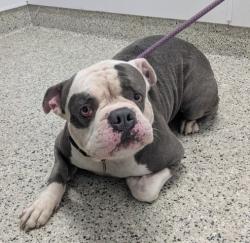 Shelter Stray Male Dog last seen Near BLOCK LENORE AVE, DETROIT MI 48219, 7401 Chrysler Dr, Detroit, MI 48211, USA