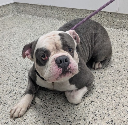 Shelter Stray Male Dog last seen Near BLOCK LENORE AVE, DETROIT MI 48219, 7401 Chrysler Dr, Detroit, MI 48211, USA