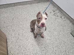 Shelter Stray Female Dog last seen Near BLOCK FORRER, 7401 Chrysler Dr, Detroit, MI 48211, USA