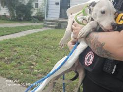 Shelter Stray Male Dog last seen Near BLOCK HAMBURG ST, DETROIT MI 48205, 7401 Chrysler Dr, Detroit, MI 48211, USA