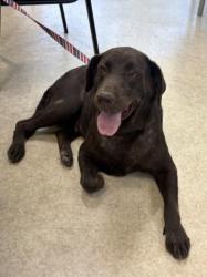 Shelter Stray Female Dog last seen , 957 N Gaffey St, San Pedro, CA 90731, USA