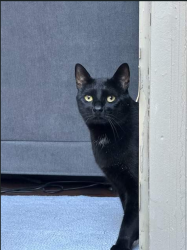 Lost Male Cat last seen Zang and 4th Street, Denver, CO 80228