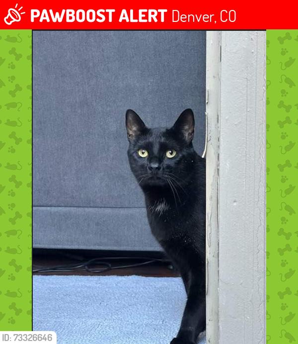 Lost Male Cat last seen Zang and 4th Street, Denver, CO 80228