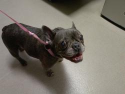 Shelter Stray Male Dog last seen Near BLOCK RIVER REACH DR, FORT LAUDERDALE FL 33315, 2400 SW 42nd St, Fort Lauderdale, FL 33312, USA