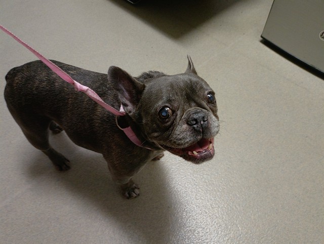 Shelter Stray Male Dog last seen Near BLOCK RIVER REACH DR, FORT LAUDERDALE FL 33315, 2400 SW 42nd St, Fort Lauderdale, FL 33312, USA