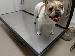Shelter Stray Female Dog last seen Near BLOCK RIVER REACH DR, FORT LAUDERDALE FL 33315, 2400 SW 42nd St, Fort Lauderdale, FL 33312, USA