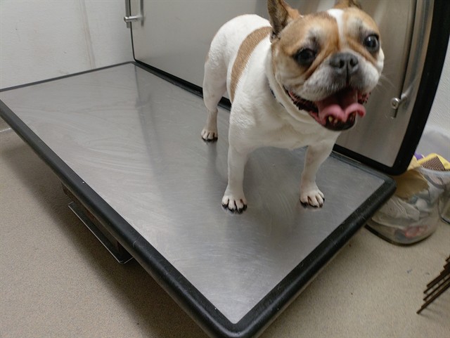 Shelter Stray Female Dog last seen Near BLOCK RIVER REACH DR, FORT LAUDERDALE FL 33315, 2400 SW 42nd St, Fort Lauderdale, FL 33312, USA