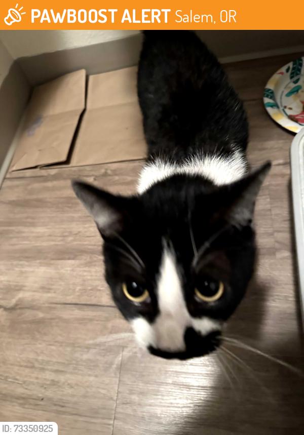 Found/Stray Unknown Cat last seen Near Lee Street SE Apt 2, Salem, OR 97302