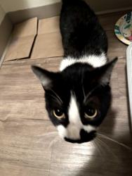 Found/Stray Unknown Cat last seen Near Lee Street SE Apt 2, Salem, OR 97302