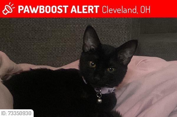 Lost Female Cat last seen E 116th., Cleveland, OH 44120