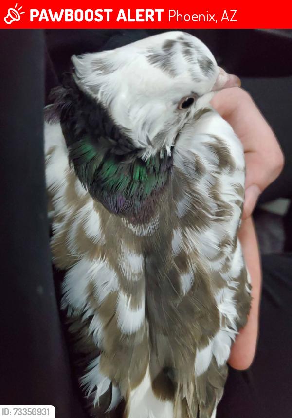 Lost Unknown Bird last seen S 48th street and Knox road, Phoenix, AZ 85044