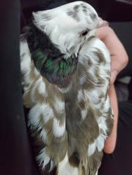 Lost Unknown Bird last seen S 48th street and Knox road, Phoenix, AZ 85044