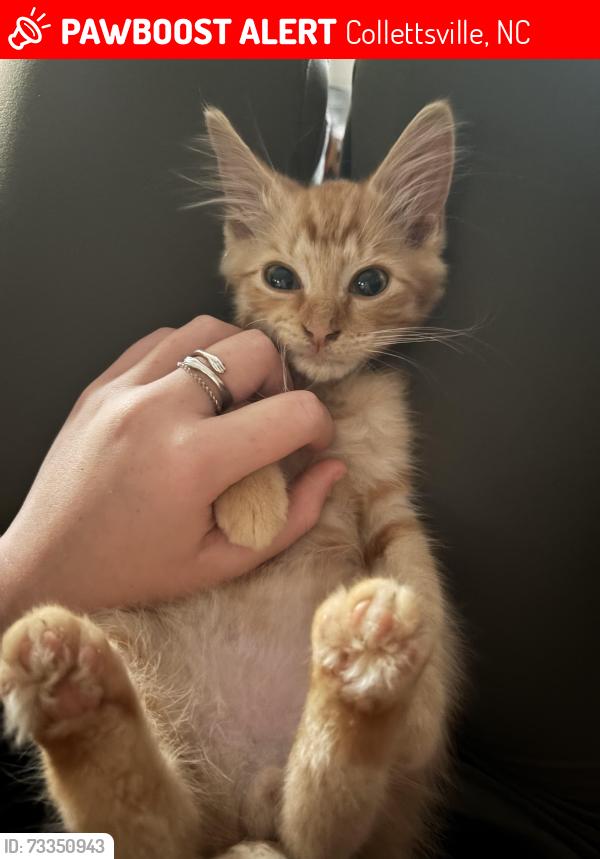 Lost Female Cat last seen On Collettsville Road near Greasy Creek Rd, Collettsville, NC 28645