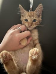 Lost Female Cat last seen On Collettsville Road near Greasy Creek Rd, Collettsville, NC 28645